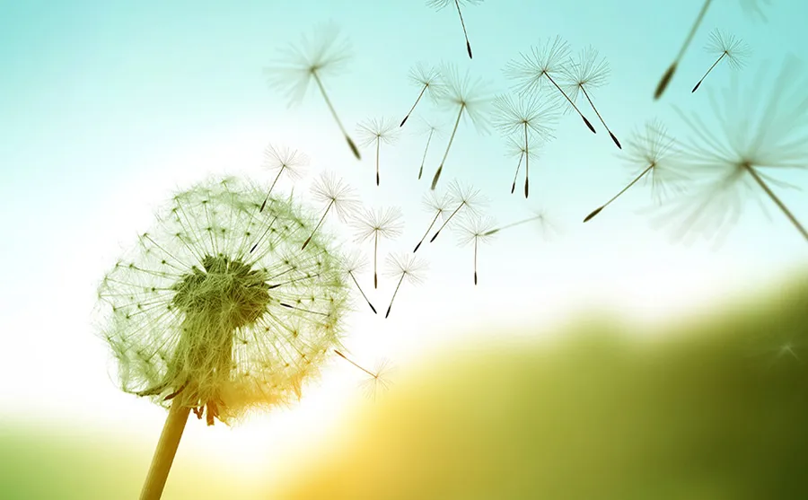 "Green" Skills: Training in Service of Eco-Responsible Home-Based Practices